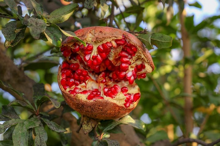 A split pomegranate on a tree branch.