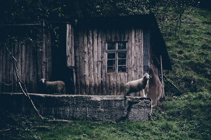 run-down cottage in the woods, two sheep on the porch