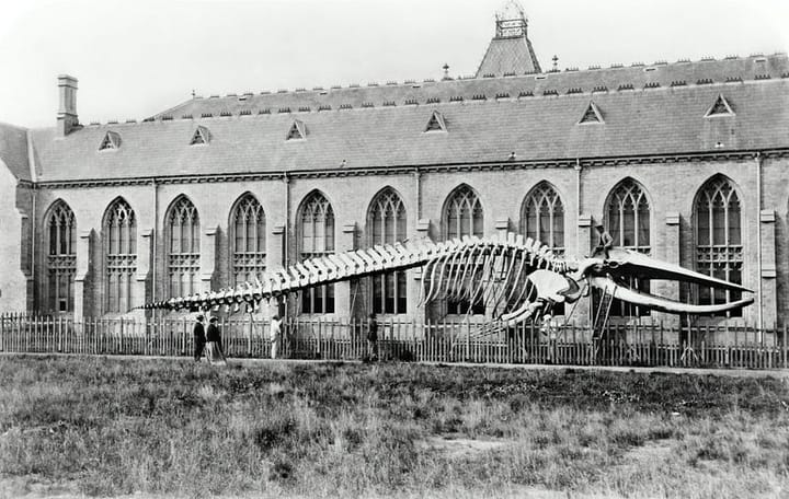 Black and white photograph of a whale skeleton in outdoor setting next to a large building.