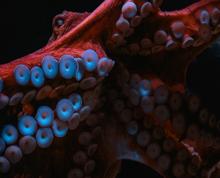 Close up of the sucker on a red octopus