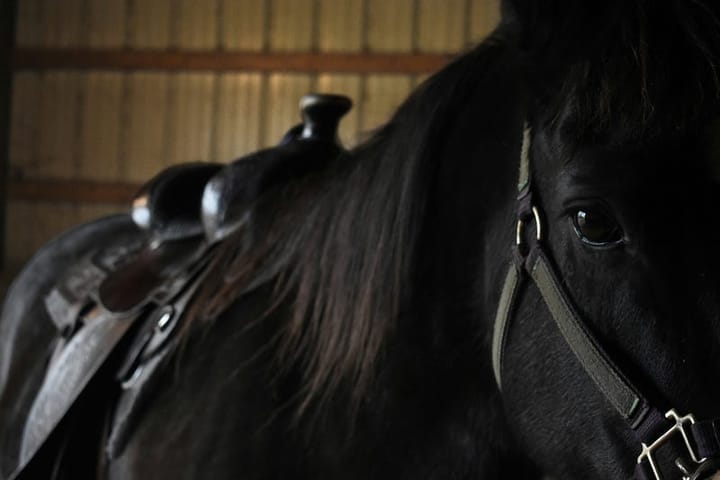 a black horse, close up